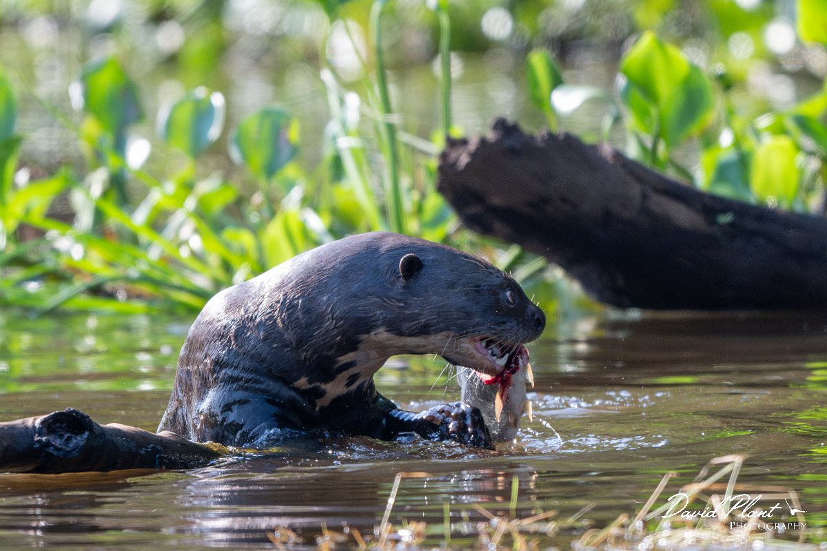 DPPhotography - Pantanal - Giant otter - BJ.jpg - Giant otter, Pteronura brasiliensis - Rio São Lourenço, Pantanal, Brazil