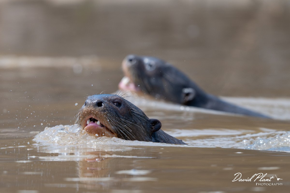 DPPhotography - Pantanal - Giant otter - BM.jpg - Giant otter, Pteronura brasiliensis - Rio São Lourenço, Pantanal, Brazil