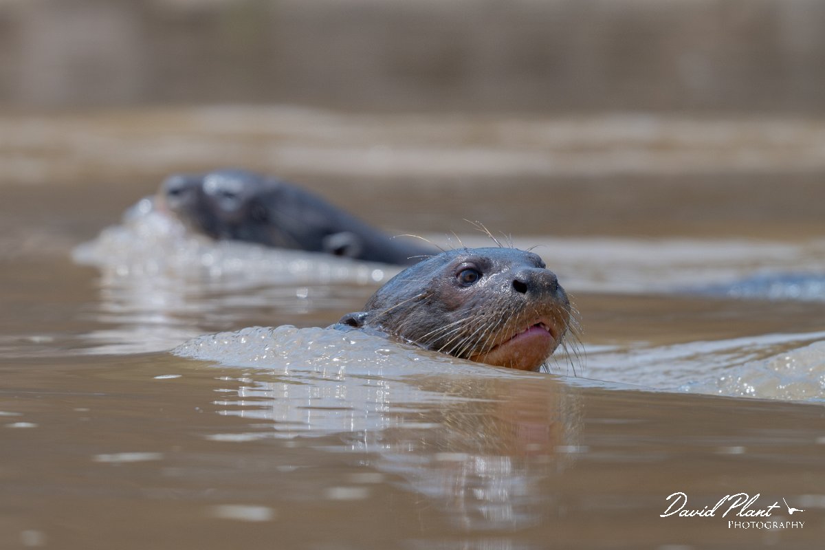 DPPhotography - Pantanal - Giant otter - BN.jpg - Giant otter, Pteronura brasiliensis - Rio São Lourenço, Pantanal, Brazil