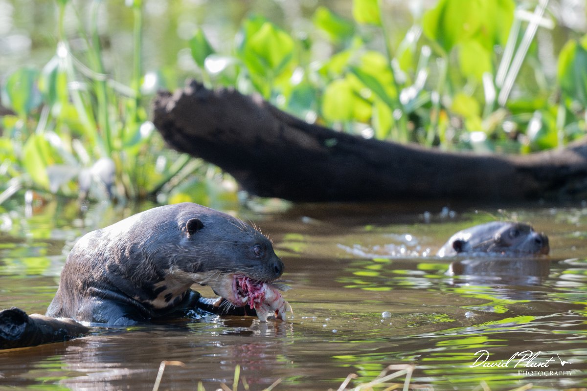 DPPhotography - Pantanal - Giant otter - BO.jpg - Giant otter, Pteronura brasiliensis - Rio São Lourenço, Pantanal, Brazil