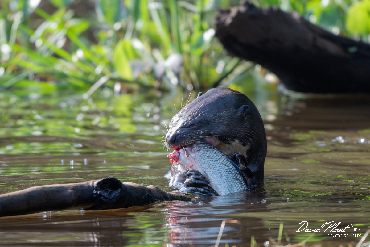 DPPhotography - Pantanal - Giant otter - BQ.jpg - Giant otter, Pteronura brasiliensis - Rio São Lourenço, Pantanal, Brazil