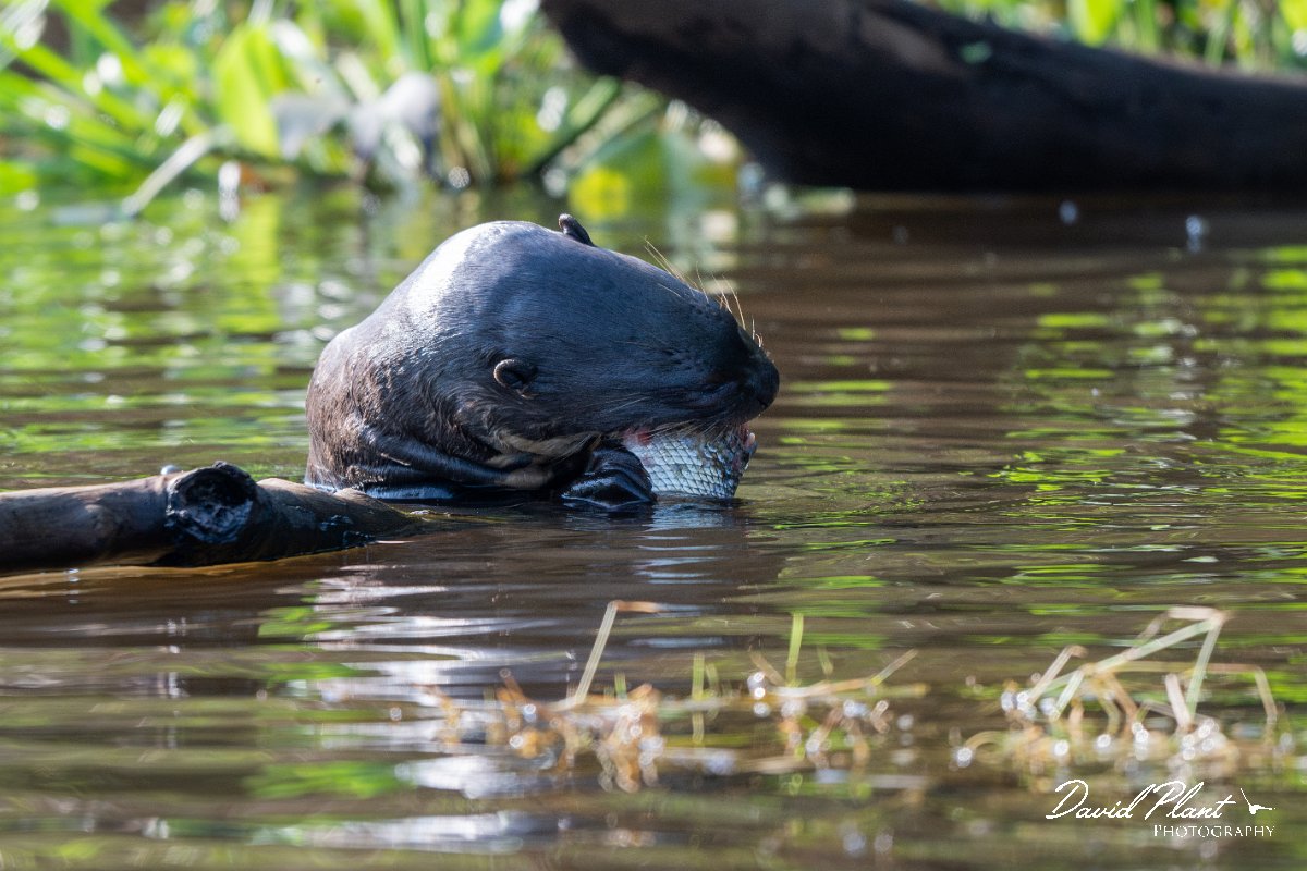 DPPhotography - Pantanal - Giant otter - BR.jpg - Giant otter, Pteronura brasiliensis - Rio São Lourenço, Pantanal, Brazil