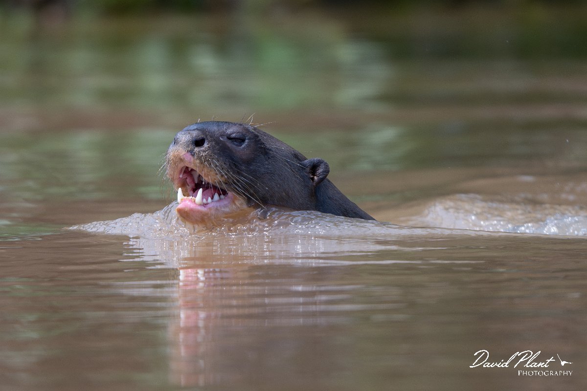 DPPhotography - Pantanal - Giant otter - BT.jpg - Giant otter, Pteronura brasiliensis - Rio São Lourenço, Pantanal, Brazil