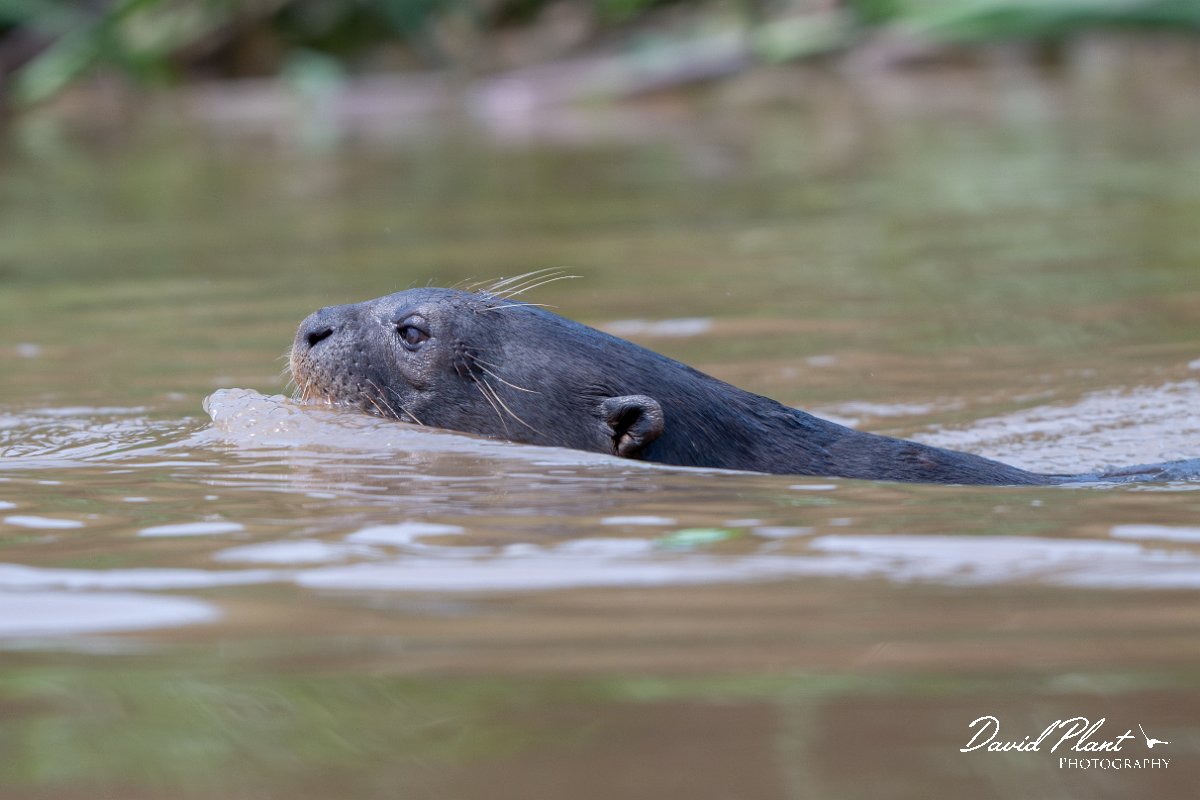 DPPhotography - Pantanal - Giant otter - BW.jpg - Giant otter, Pteronura brasiliensis - Rio São Lourenço, Pantanal, Brazil