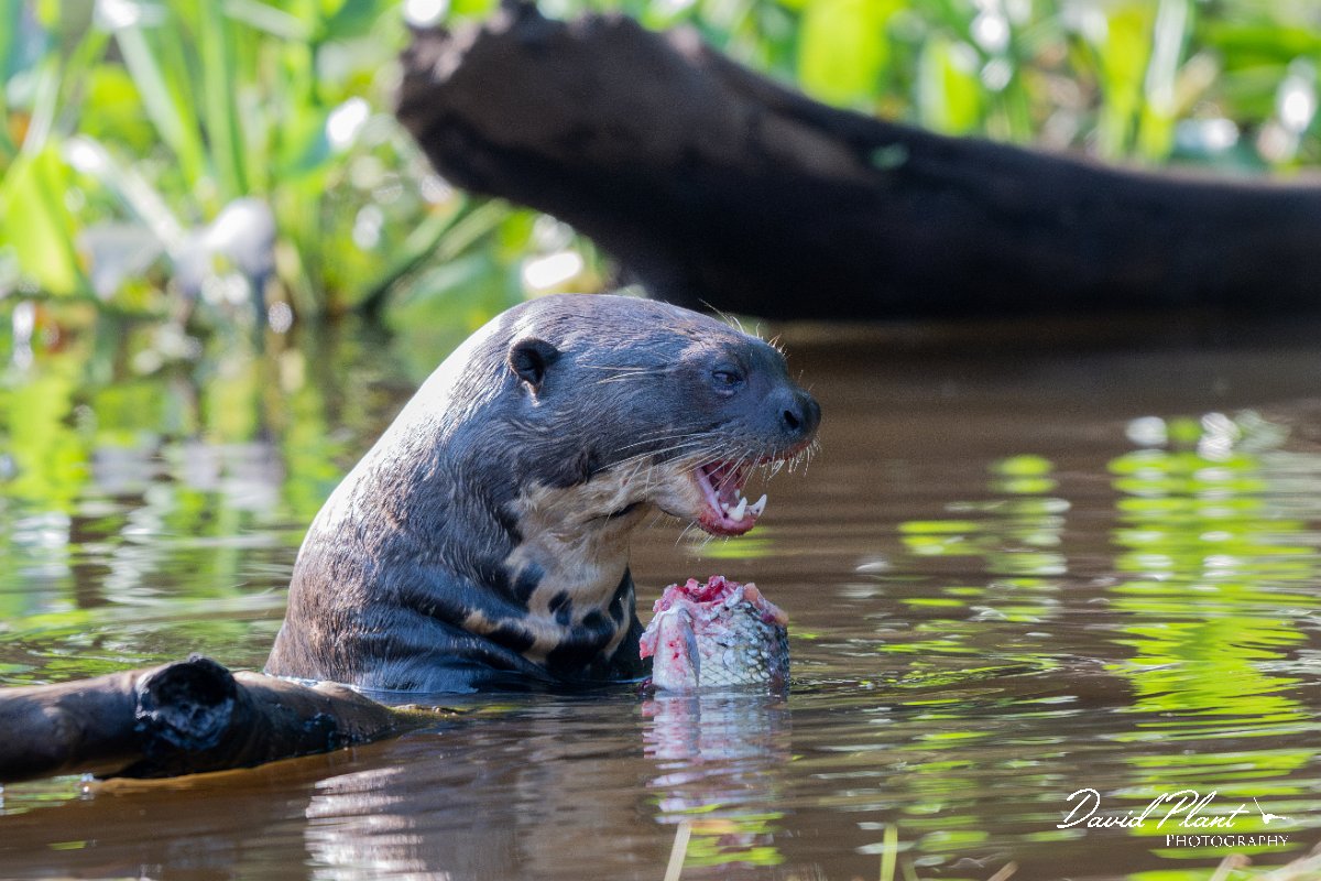 DPPhotography - Pantanal - Giant otter - BY.jpg - Giant otter, Pteronura brasiliensis - Rio São Lourenço, Pantanal, Brazil