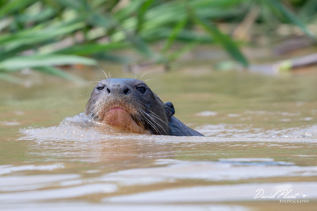 DPPhotography - Pantanal - Giant otter - BZ.jpg - Giant otter, Pteronura brasiliensis - Rio São Lourenço, Pantanal, Brazil