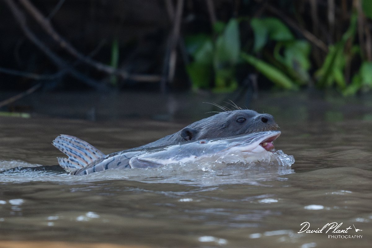 DPPhotography - Pantanal - Giant otter - C.jpg - Giant otter, Pteronura brasiliensis - Rio São Lourenço, Pantanal, Brazil