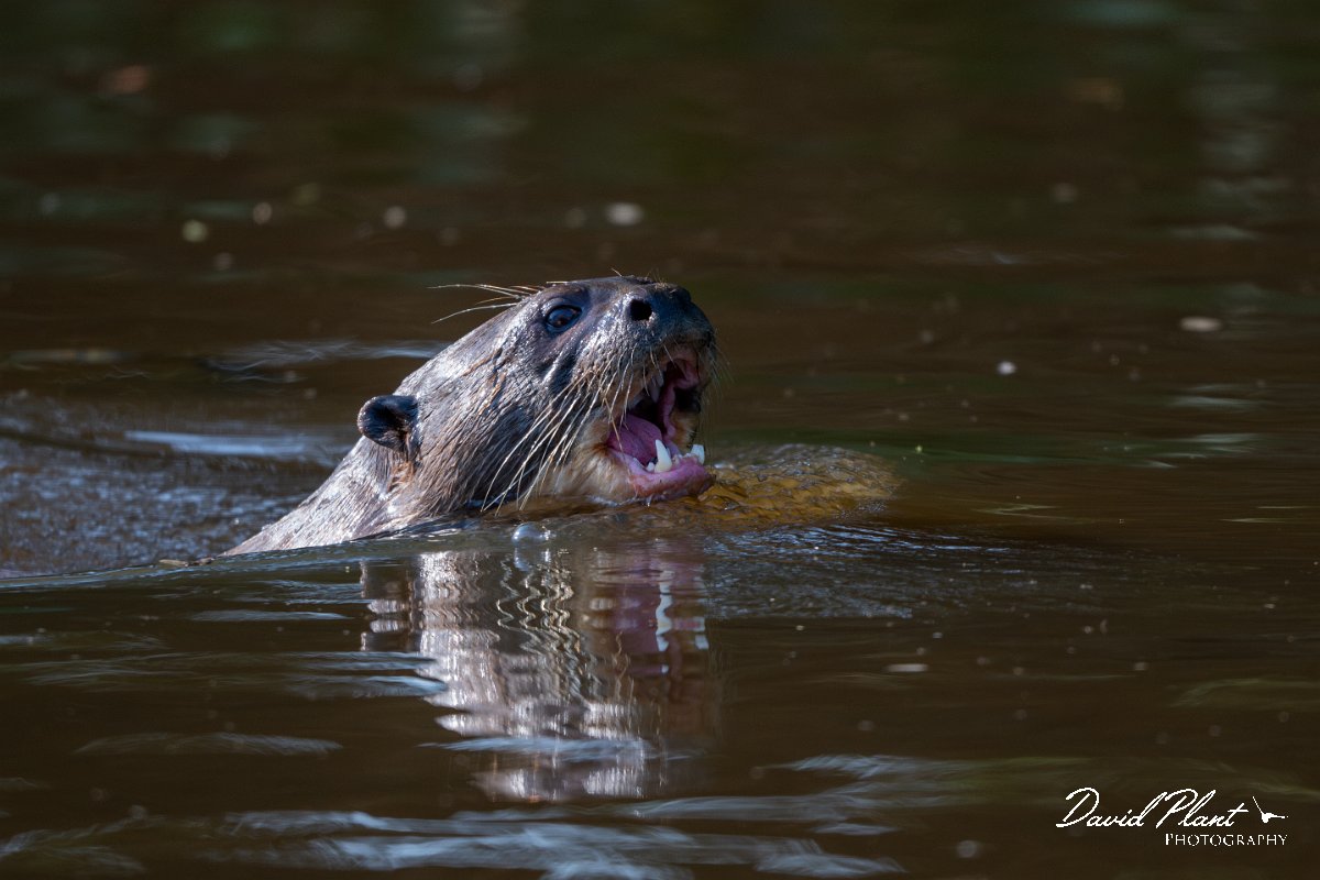 DPPhotography - Pantanal - Giant otter - CB.jpg - Giant otter, Pteronura brasiliensis - Rio São Lourenço, Pantanal, Brazil