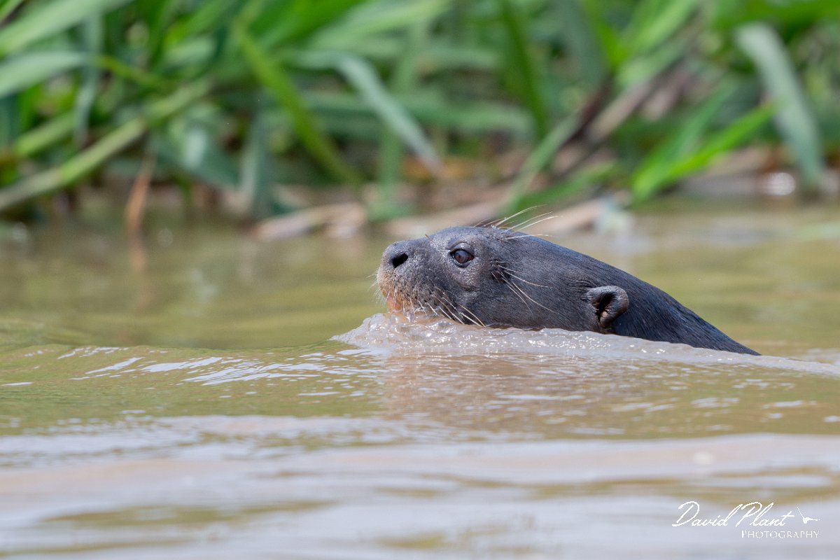 DPPhotography - Pantanal - Giant otter - CC.jpg - Giant otter, Pteronura brasiliensis - Rio São Lourenço, Pantanal, Brazil