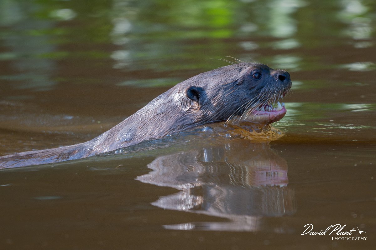 DPPhotography - Pantanal - Giant otter - CD.jpg - Giant otter, Pteronura brasiliensis - Rio São Lourenço, Pantanal, Brazil