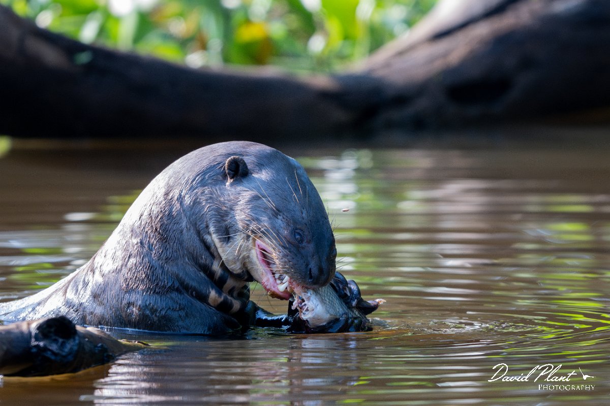 DPPhotography - Pantanal - Giant otter - CF.jpg - Giant otter, Pteronura brasiliensis - Rio São Lourenço, Pantanal, Brazil