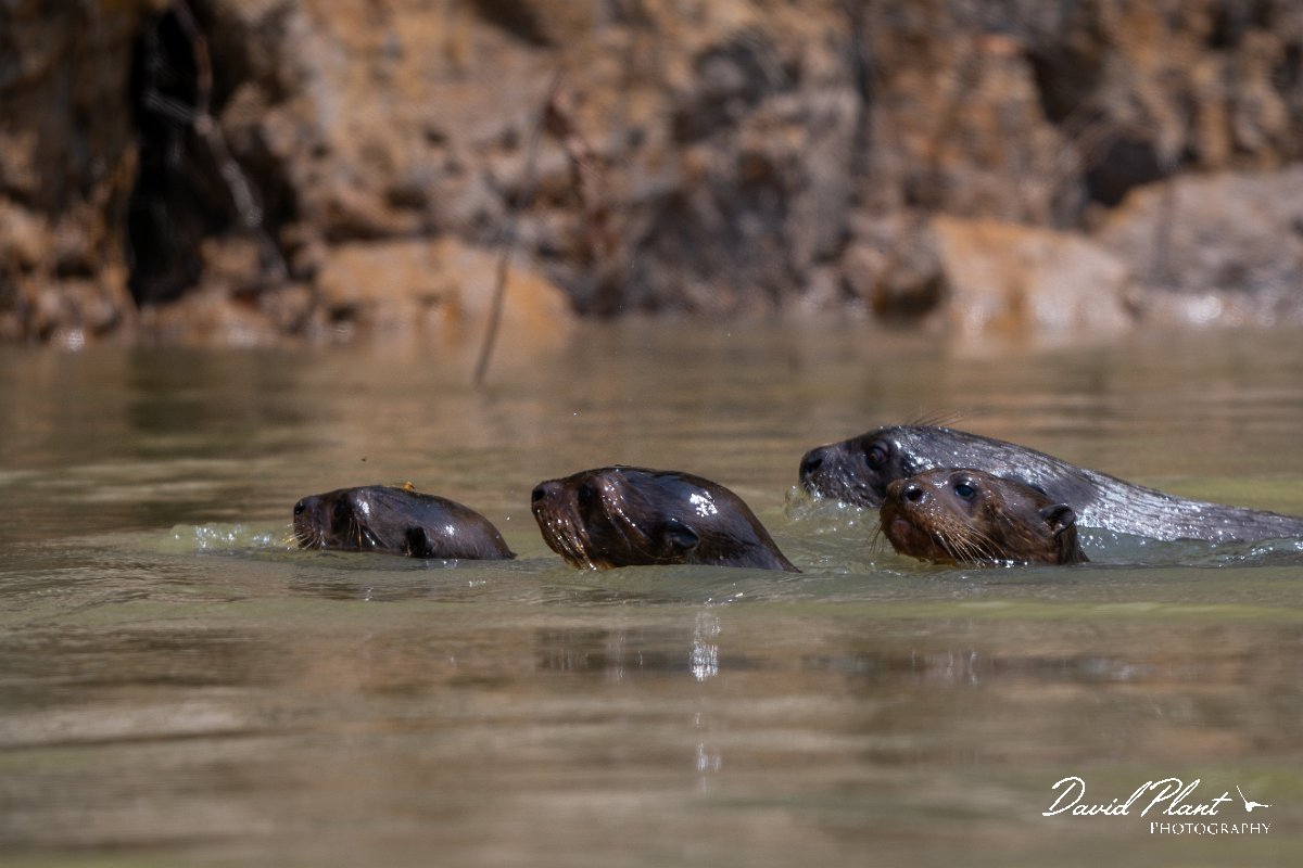 DPPhotography - Pantanal - Giant otter - CG.jpg - Giant otter, Pteronura brasiliensis - Rio São Lourenço, Pantanal, Brazil