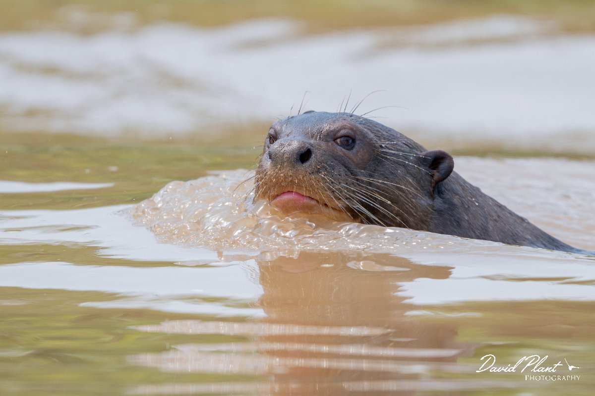 DPPhotography - Pantanal - Giant otter - CI.jpg - Giant otter, Pteronura brasiliensis - Rio São Lourenço, Pantanal, Brazil