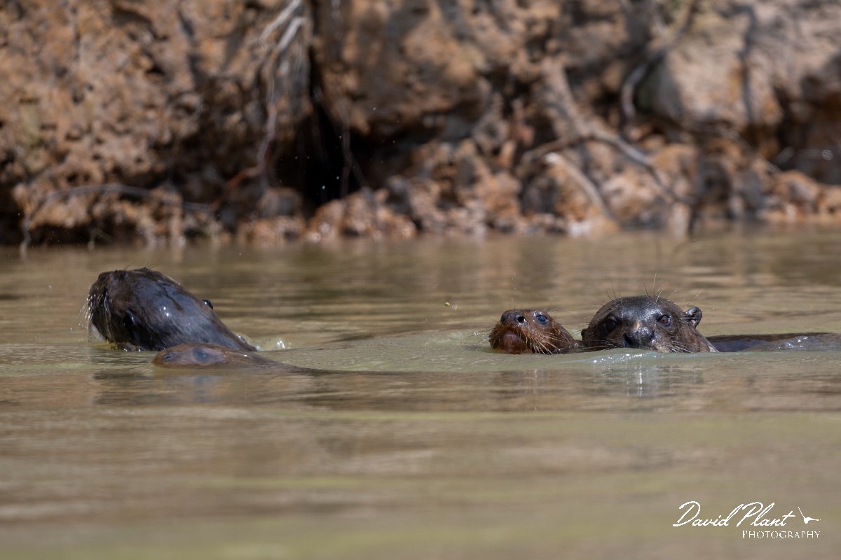 DPPhotography - Pantanal - Giant otter - CJ.jpg - Giant otter, Pteronura brasiliensis - Rio São Lourenço, Pantanal, Brazil