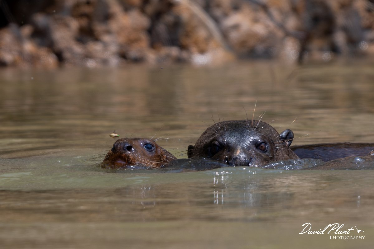 DPPhotography - Pantanal - Giant otter - CK.jpg - Giant otter, Pteronura brasiliensis - Rio São Lourenço, Pantanal, Brazil