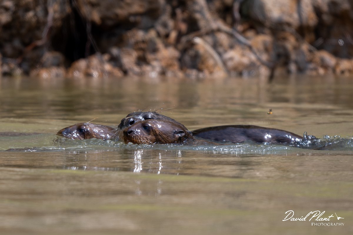 DPPhotography - Pantanal - Giant otter - CL.jpg - Giant otter, Pteronura brasiliensis - Rio São Lourenço, Pantanal, Brazil