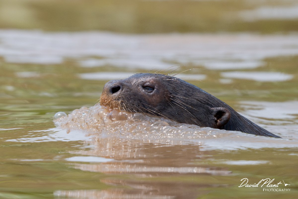 DPPhotography - Pantanal - Giant otter - CM.jpg - Giant otter, Pteronura brasiliensis - Rio São Lourenço, Pantanal, Brazil