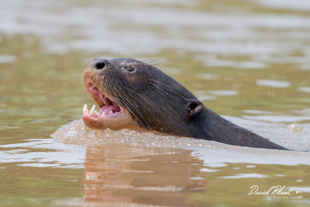 DPPhotography - Pantanal - Giant otter - CO.jpg - Giant otter, Pteronura brasiliensis - Rio São Lourenço, Pantanal, Brazil
