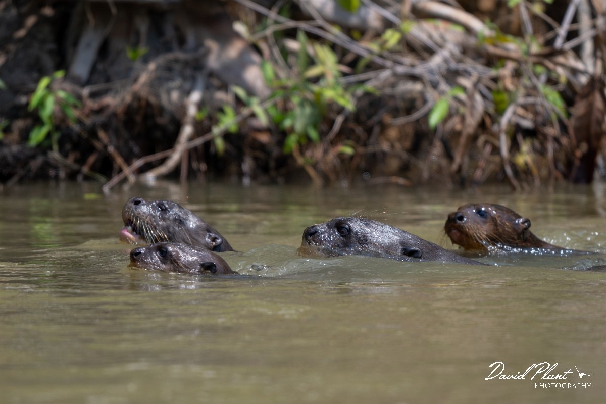 DPPhotography - Pantanal - Giant otter - CP.jpg - Giant otter, Pteronura brasiliensis - Rio São Lourenço, Pantanal, Brazil
