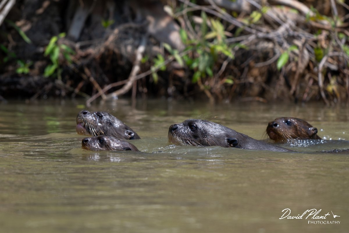 DPPhotography - Pantanal - Giant otter - CQ.jpg - Giant otter, Pteronura brasiliensis - Rio São Lourenço, Pantanal, Brazil