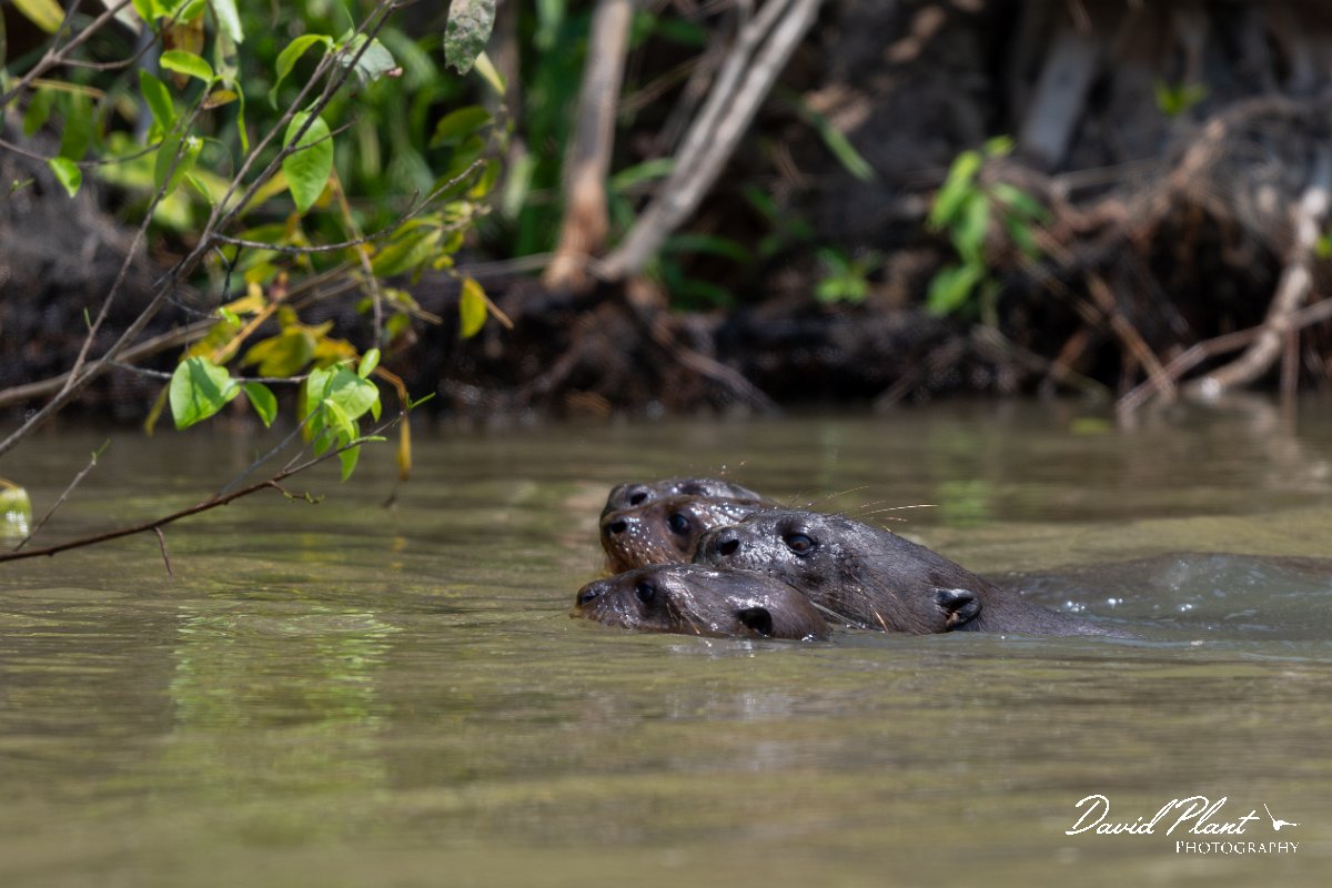 DPPhotography - Pantanal - Giant otter - CS.jpg - Giant otter, Pteronura brasiliensis - Rio São Lourenço, Pantanal, Brazil