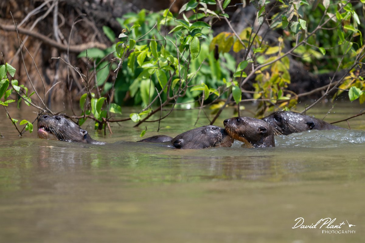 DPPhotography - Pantanal - Giant otter - CU.jpg - Giant otter, Pteronura brasiliensis - Rio São Lourenço, Pantanal, Brazil