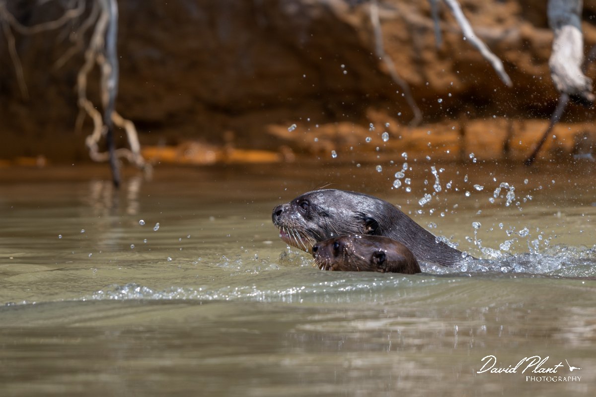 DPPhotography - Pantanal - Giant otter - CX.jpg - Giant otter, Pteronura brasiliensis - Rio São Lourenço, Pantanal, Brazil