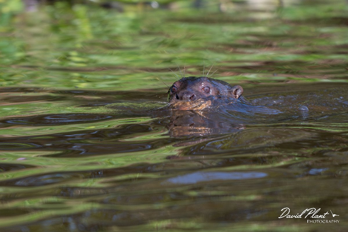 DPPhotography - Pantanal - Giant otter - CY.jpg - Giant otter, Pteronura brasiliensis - Rio São Lourenço, Pantanal, Brazil