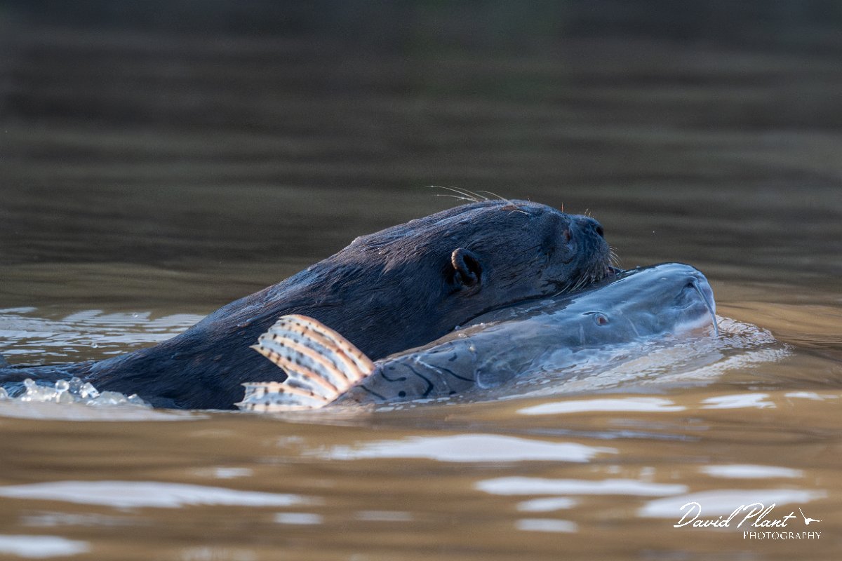 DPPhotography - Pantanal - Giant otter - D.jpg - Giant otter, Pteronura brasiliensis - Rio São Lourenço, Pantanal, Brazil