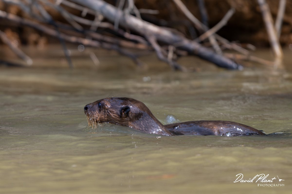 DPPhotography - Pantanal - Giant otter - DA.jpg - Giant otter, Pteronura brasiliensis - Rio São Lourenço, Pantanal, Brazil