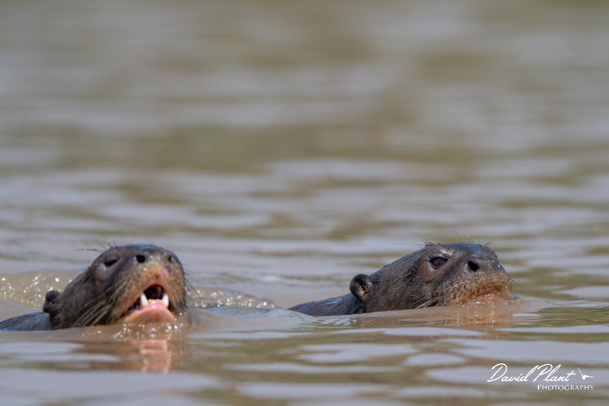 DPPhotography - Pantanal - Giant otter - DC.jpg - Giant otter, Pteronura brasiliensis - Rio São Lourenço, Pantanal, Brazil