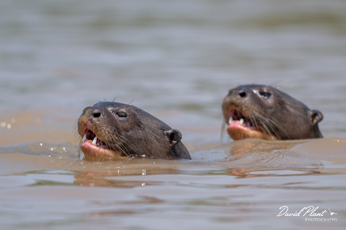 DPPhotography - Pantanal - Giant otter - DD.jpg - Giant otter, Pteronura brasiliensis - Rio São Lourenço, Pantanal, Brazil