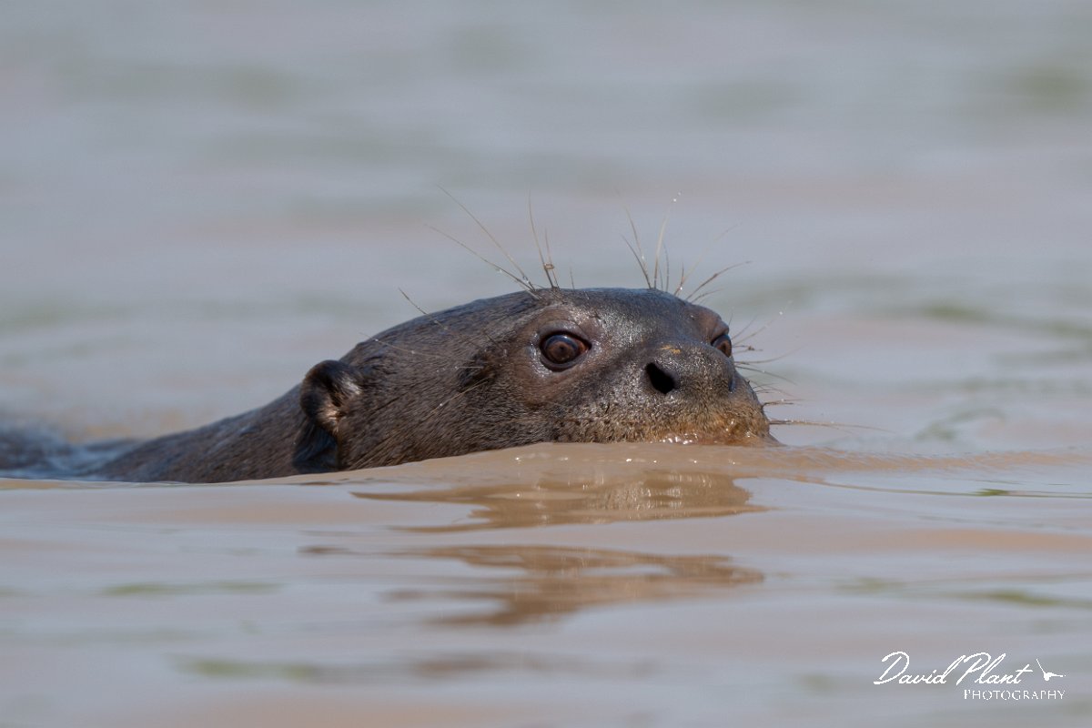 DPPhotography - Pantanal - Giant otter - DE.jpg - Giant otter, Pteronura brasiliensis - Rio São Lourenço, Pantanal, Brazil