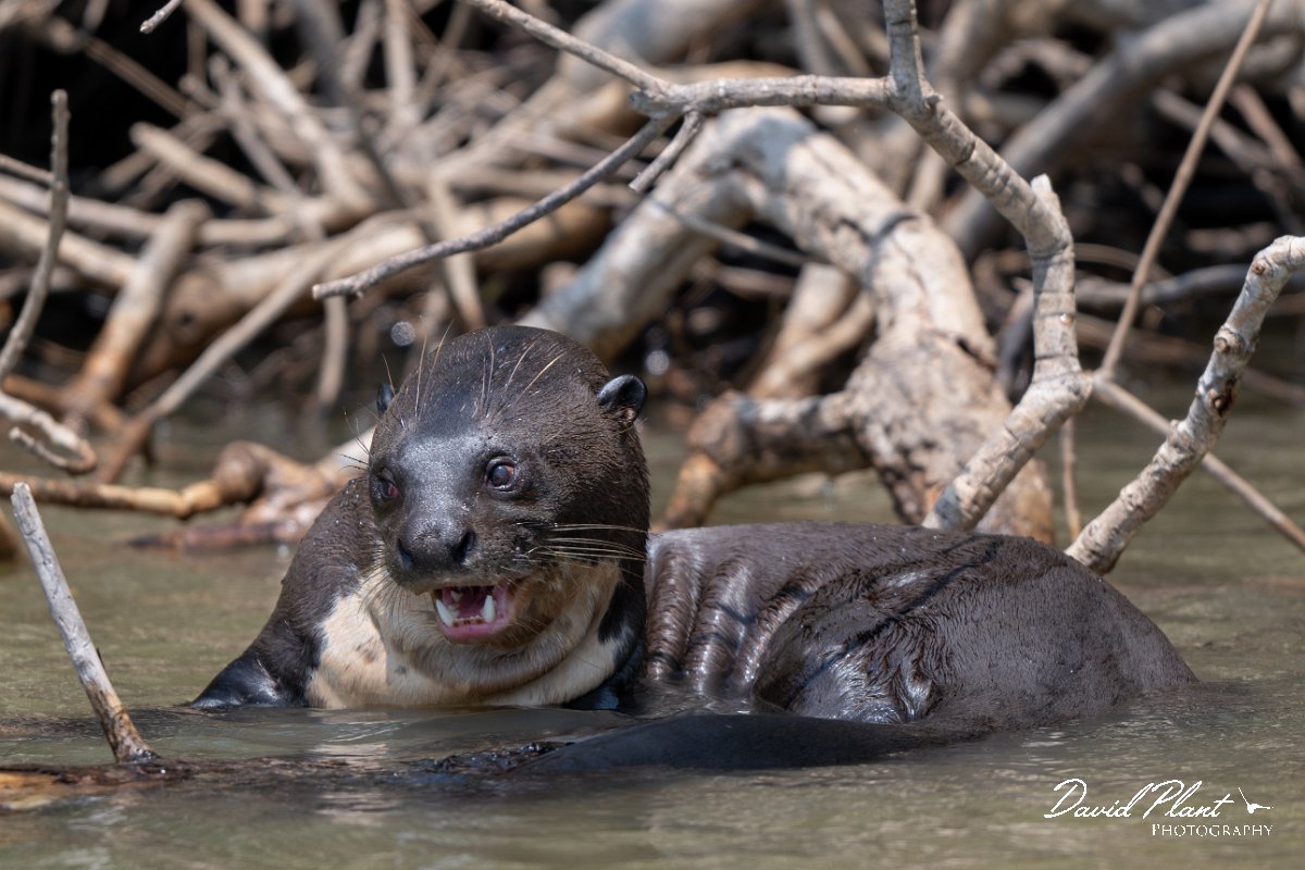 DPPhotography - Pantanal - Giant otter - DG.jpg - Giant otter, Pteronura brasiliensis - Rio São Lourenço, Pantanal, Brazil
