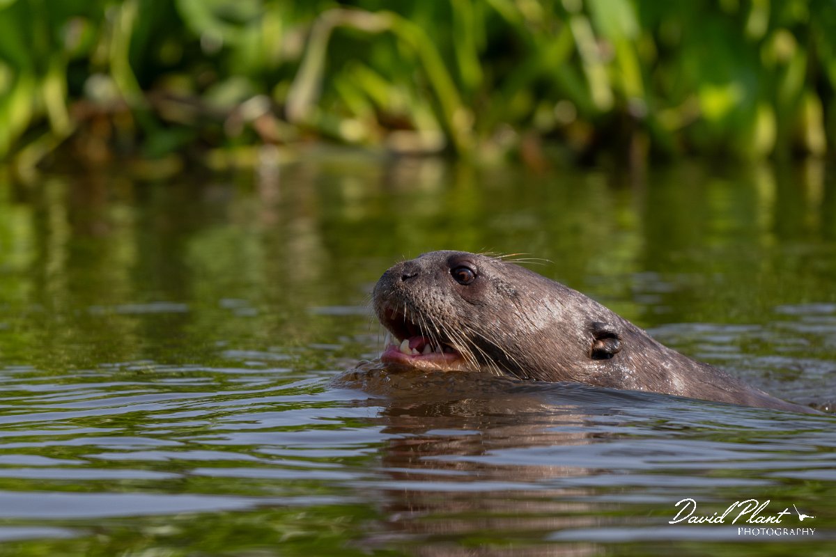 DPPhotography - Pantanal - Giant otter - DK.jpg - Giant otter, Pteronura brasiliensis - Rio São Lourenço, Pantanal, Brazil