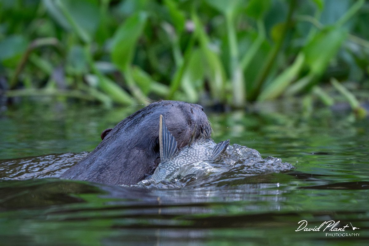 DPPhotography - Pantanal - Giant otter - DN.jpg - Giant otter, Pteronura brasiliensis - Rio São Lourenço, Pantanal, Brazil