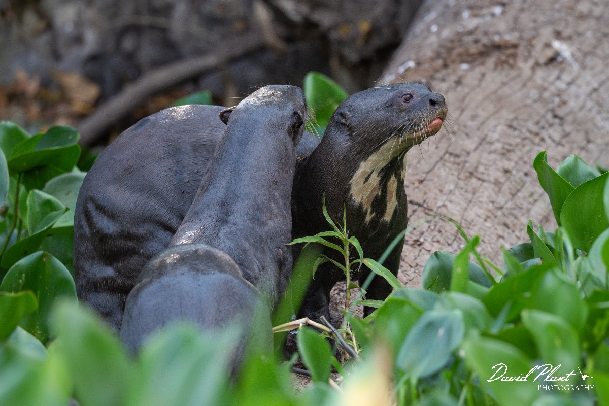 DPPhotography - Pantanal - Giant otter - DO.jpg - Giant otter, Pteronura brasiliensis - Rio São Lourenço, Pantanal, Brazil