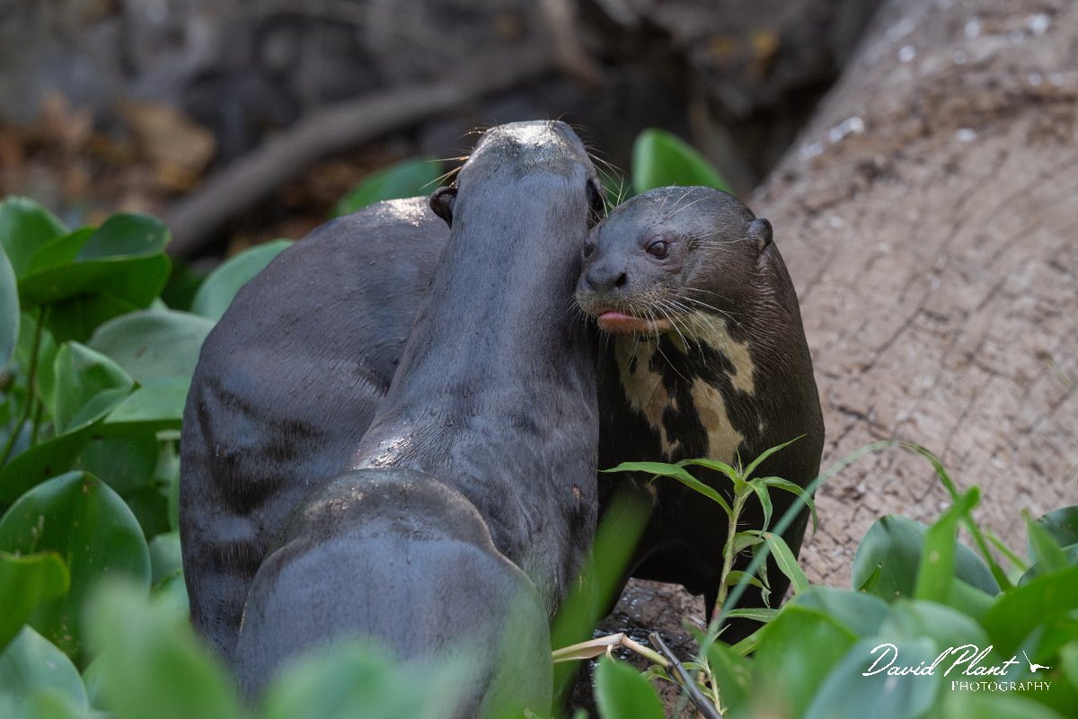 DPPhotography - Pantanal - Giant otter - DP.jpg - Giant otter, Pteronura brasiliensis - Rio São Lourenço, Pantanal, Brazil