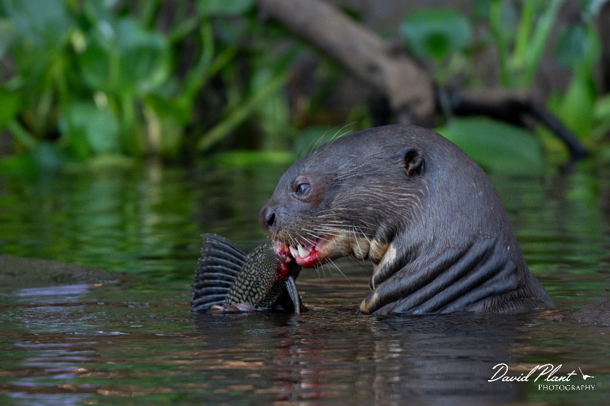 DPPhotography - Pantanal - Giant otter - DR.jpg - Giant otter, Pteronura brasiliensis - Rio São Lourenço, Pantanal, Brazil