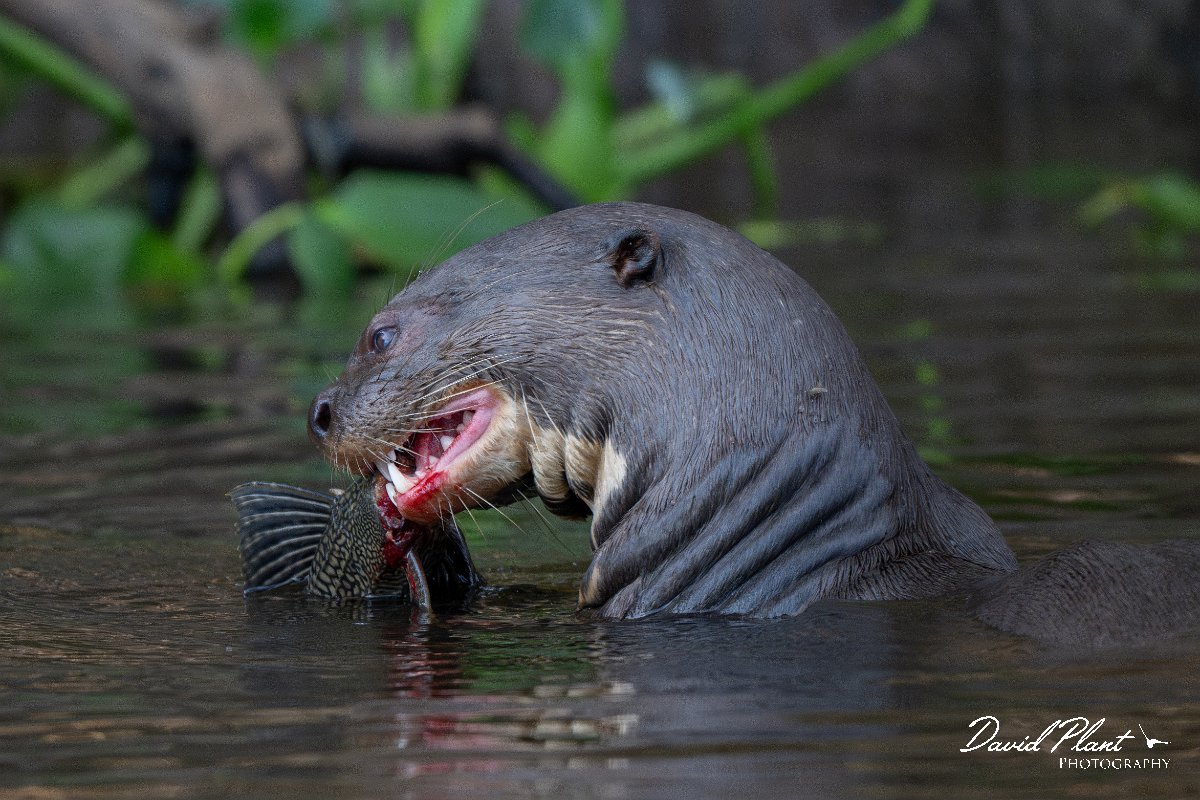 DPPhotography - Pantanal - Giant otter - DS.jpg - Giant otter, Pteronura brasiliensis - Rio São Lourenço, Pantanal, Brazil