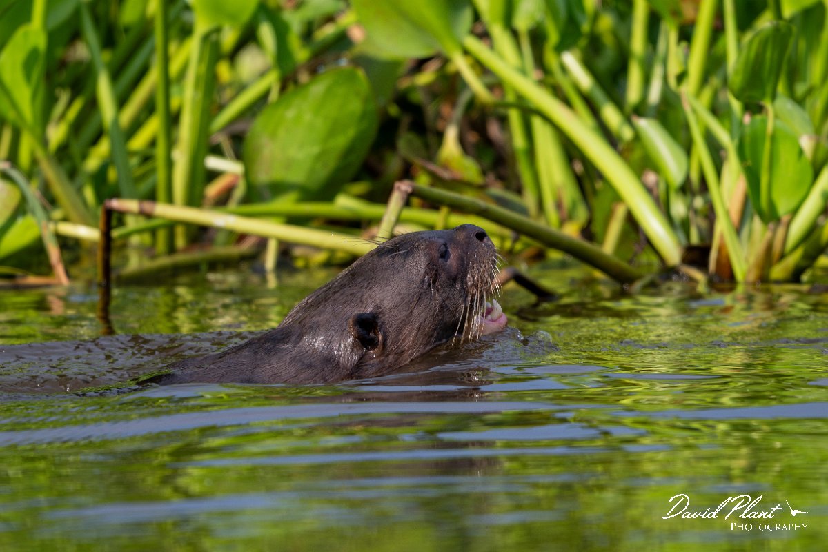 DPPhotography - Pantanal - Giant otter - DT.jpg - Giant otter, Pteronura brasiliensis - Rio São Lourenço, Pantanal, Brazil