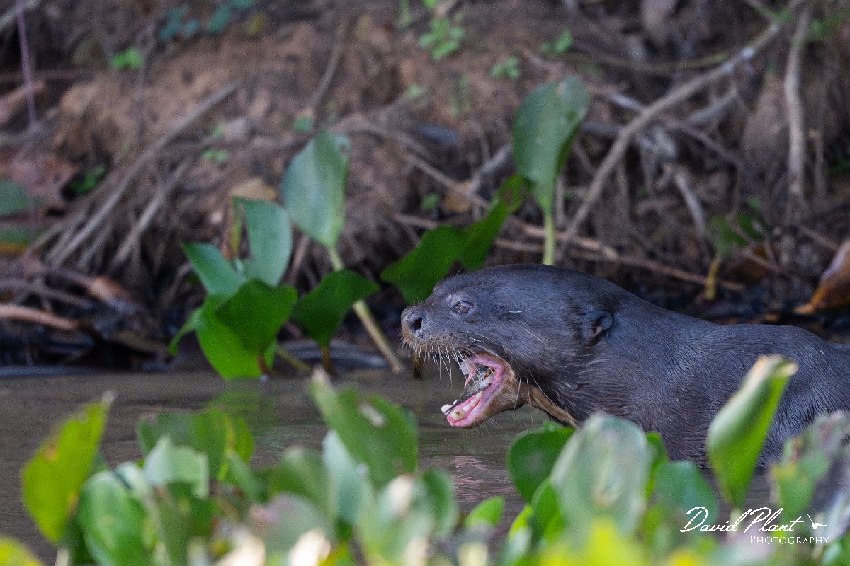 DPPhotography - Pantanal - Giant otter - DU.jpg - Giant otter, Pteronura brasiliensis - Rio São Lourenço, Pantanal, Brazil
