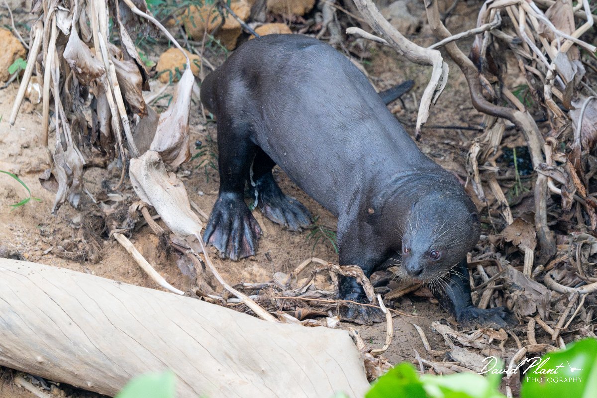 DPPhotography - Pantanal - Giant otter - DW.jpg - Giant otter, Pteronura brasiliensis - Rio São Lourenço, Pantanal, Brazil