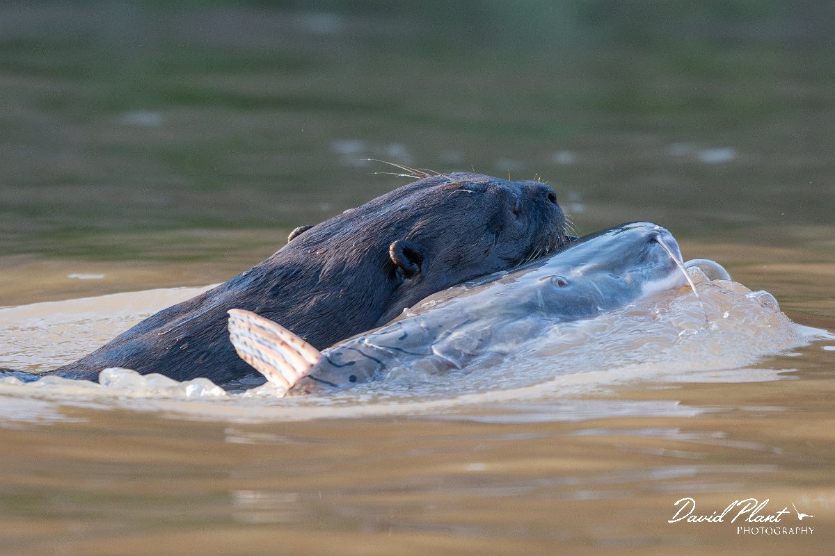 DPPhotography - Pantanal - Giant otter - E.jpg - Giant otter, Pteronura brasiliensis - Rio São Lourenço, Pantanal, Brazil