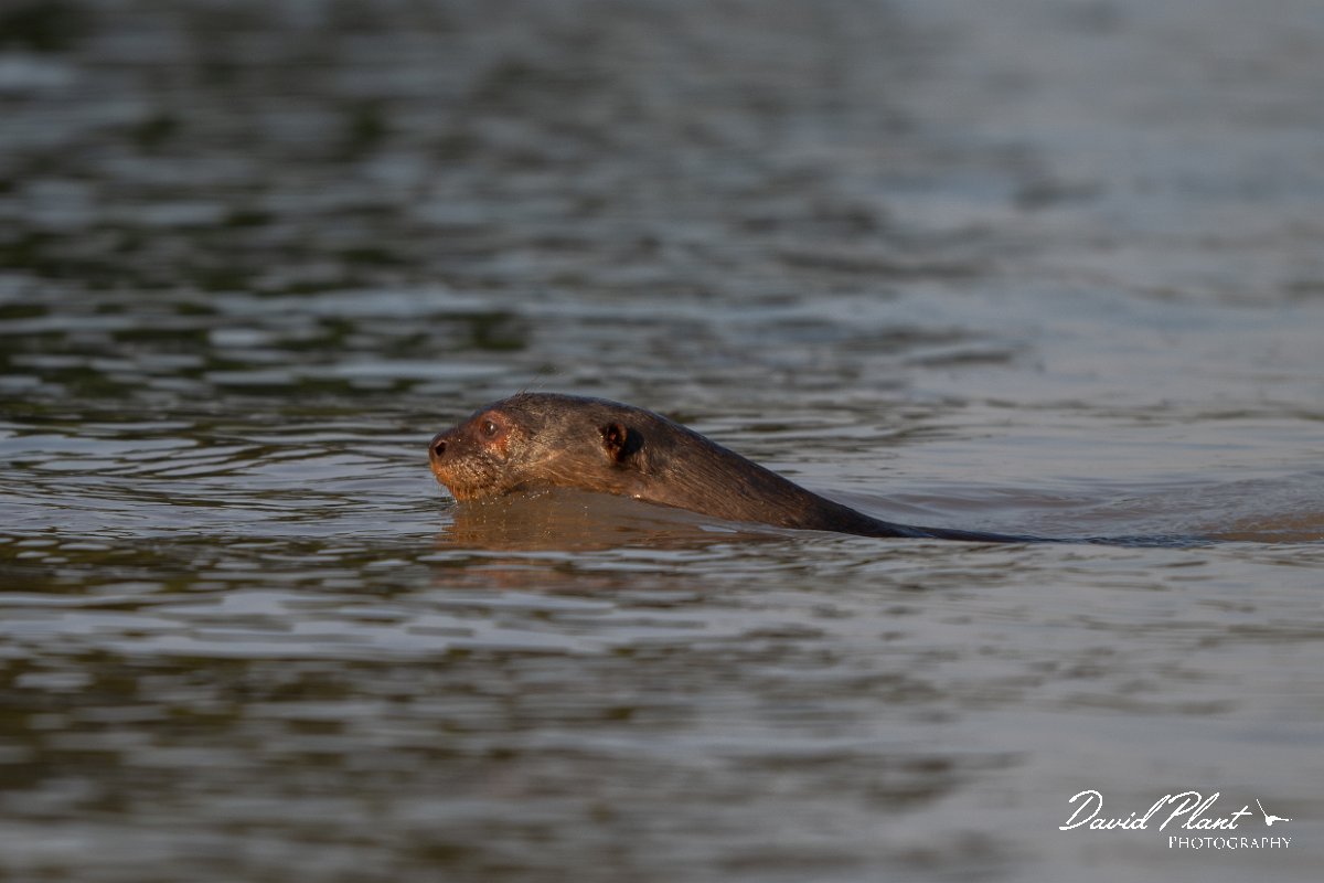 DPPhotography - Pantanal - Giant otter - F.jpg - Giant otter, Pteronura brasiliensis - Rio São Lourenço, Pantanal, Brazil