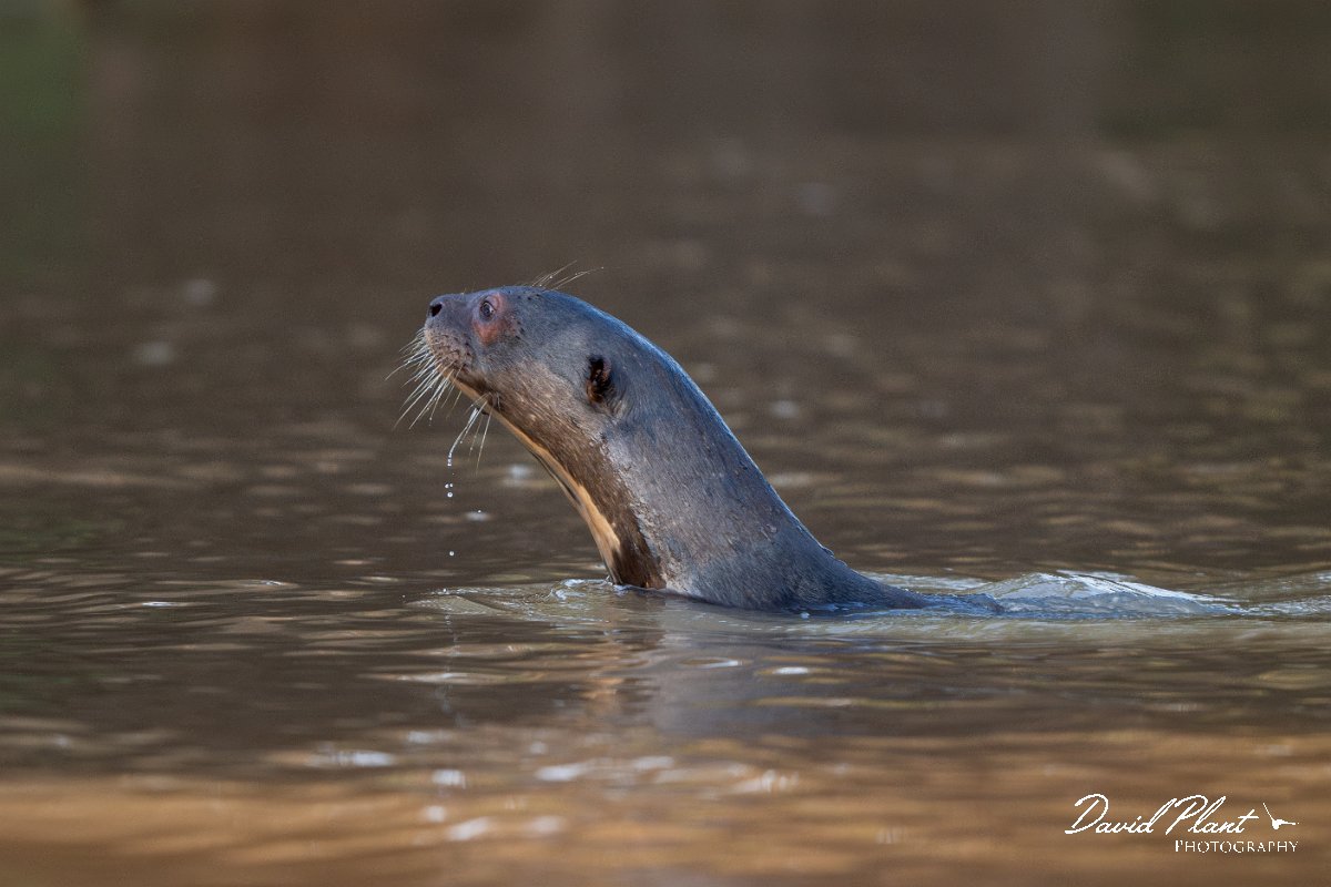 DPPhotography - Pantanal - Giant otter - G.jpg - Giant otter, Pteronura brasiliensis - Rio São Lourenço, Pantanal, Brazil