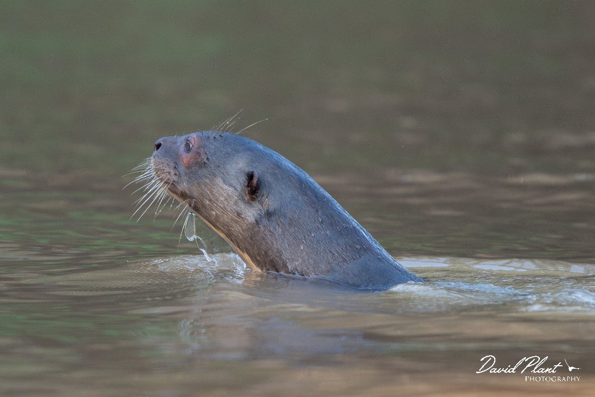 DPPhotography - Pantanal - Giant otter - H.jpg - Giant otter, Pteronura brasiliensis - Rio São Lourenço, Pantanal, Brazil