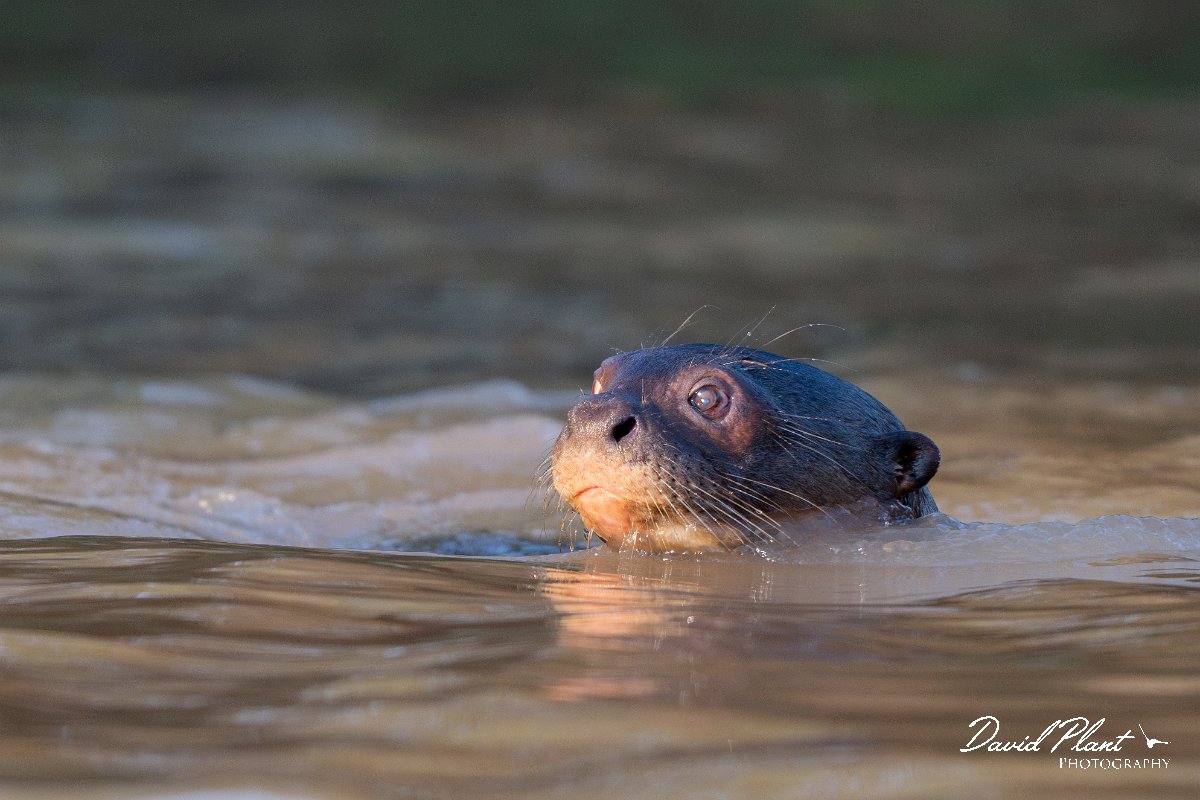 DPPhotography - Pantanal - Giant otter - J.jpg - Giant otter, Pteronura brasiliensis - Rio São Lourenço, Pantanal, Brazil