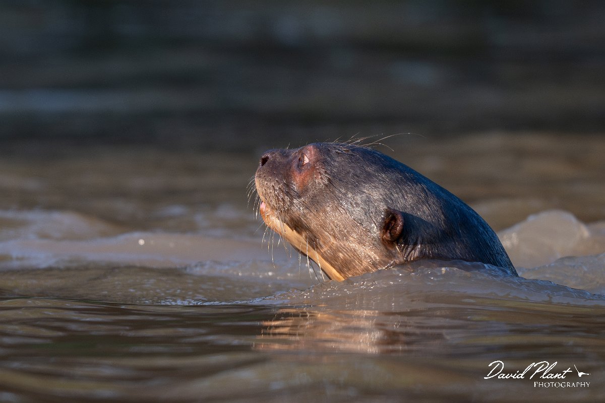 DPPhotography - Pantanal - Giant otter - K.jpg - Giant otter, Pteronura brasiliensis - Rio São Lourenço, Pantanal, Brazil