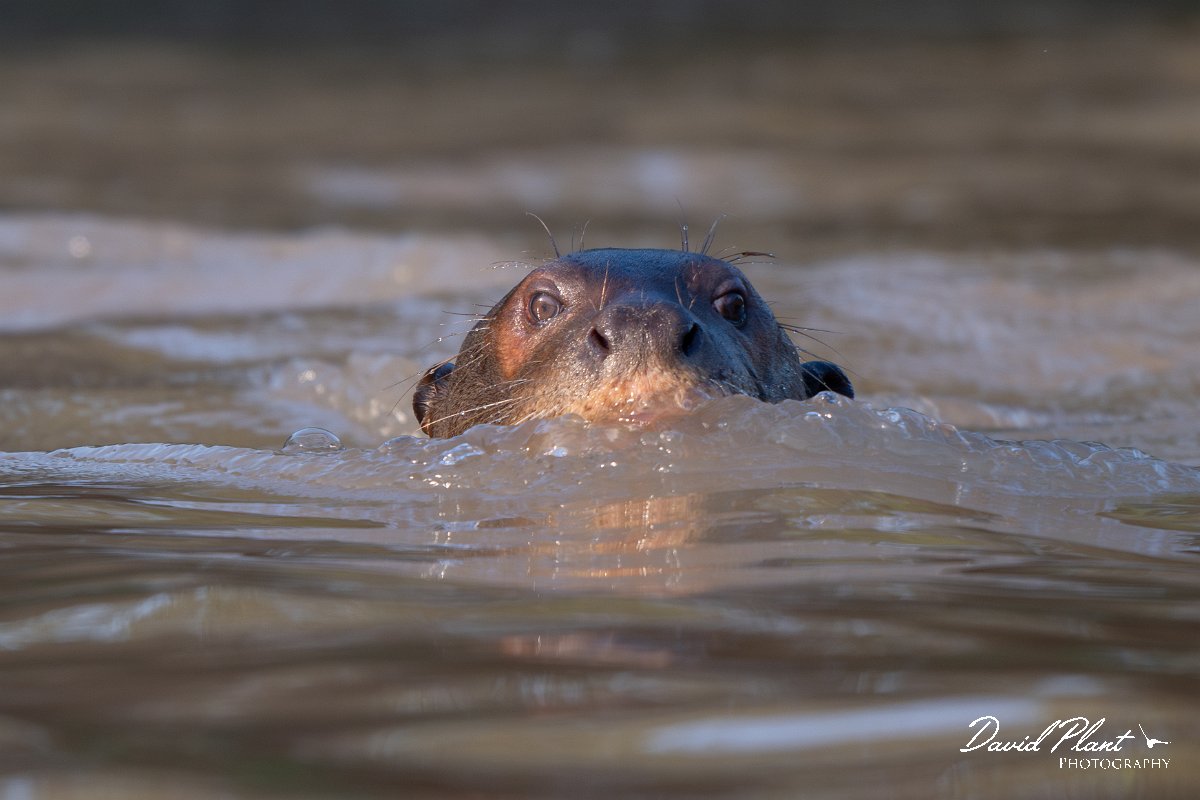 DPPhotography - Pantanal - Giant otter - L.jpg - Giant otter, Pteronura brasiliensis - Rio São Lourenço, Pantanal, Brazil